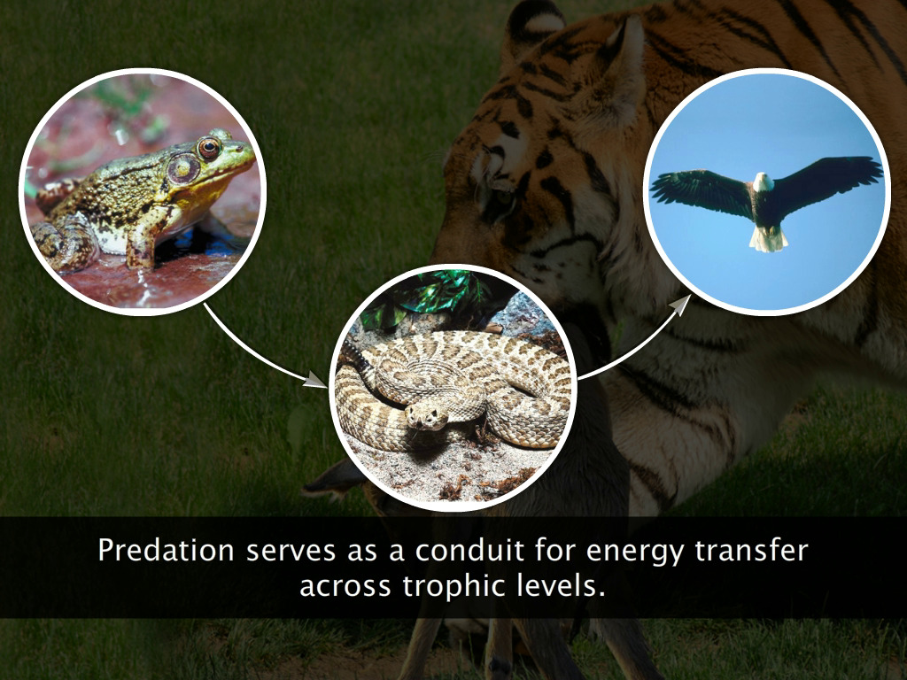 Population Interactions